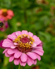 Obraz premium Bumblebee flying towards pink zinnia flower in summer garden