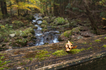 苔むす橋上の落葉と渓谷の風景