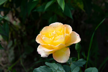 Beautiful yellow rose on a dark green background in the garden in summer