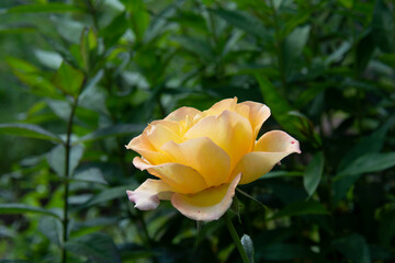 Beautiful yellow rose against a background of green leaves in the summer garden