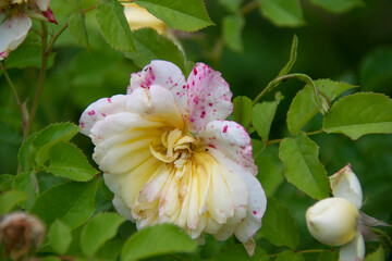 Pale yellow-pink rose just beginning to bloom against a background of green leaves