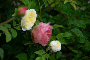 Pink and yellow roses against a background of green leaves in the summer garden