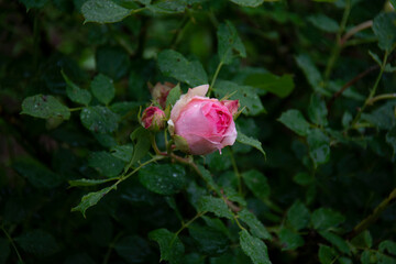 Beautiful pink rose bud on a background of green leaves