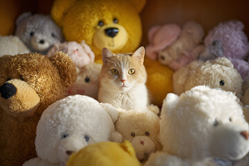 a cat sitting among a bunch of stuffed animals