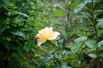 Beautiful pale yellow rose illuminated by the sun against a background of greenery