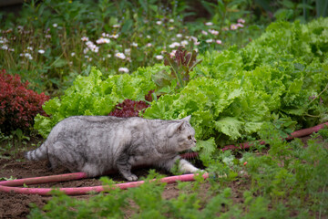 A beautiful British cat sneaks in the garden among the beds with lettuce