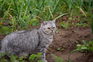 Beautiful British cat walks in the garden in summer