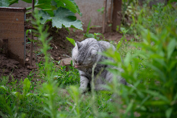 Beautiful gray British cat sits on the grass in the garden and licks its paw with a pink tongue