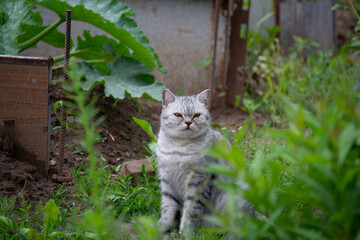 Beautiful gray British cat sits among green grass in the garden