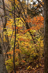 晩秋の森を彩る黄葉