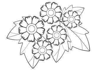 Chrysanthemum flower line drawing