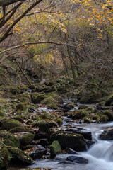 晩秋の滝川渓谷の流れと紅葉