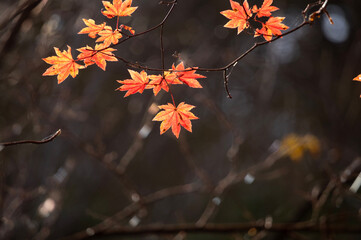 晩秋の光に透ける鮮やかな紅葉
