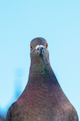 A feral pigeon looks straight to camera. Cute bird. 
