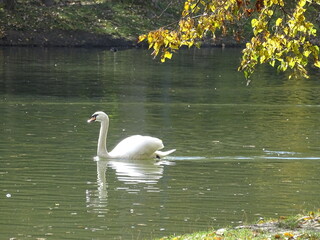 Obraz premium swans on the river