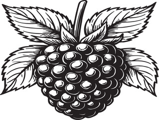 Vector Ripe blackberry fruit with leaves isolated silhouette Illustrator