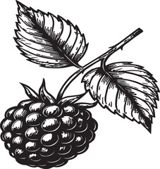 Vector Ripe blackberry fruit with leaves isolated silhouette Illustrator