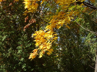 autumn leaves on a tree