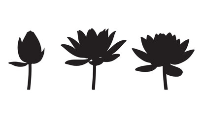  Three stages of water lily bloom shown as black silhouettes against white background silhouette