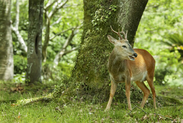 male roe deer