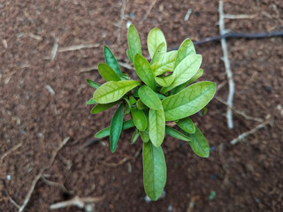 A top-down view of a young green plant growing from fertile soil