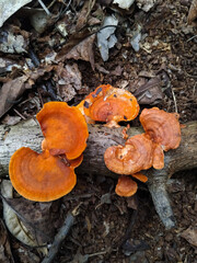 A close-up image of vibrant orange mushrooms growing on a decaying tree branch in a forest environment