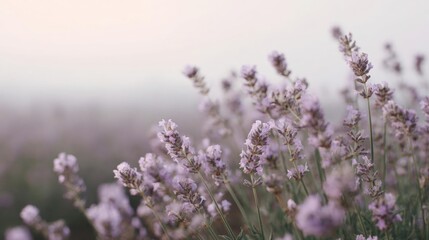 Obraz premium Close-up of a field of lavender flowers. the flowers are in full bloom and are a pale purple color. the stems are thin and green, and the flowers are arranged in a cluster.