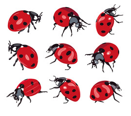 Ladybug insect red and black color. Summer bug. Meadow insects. 