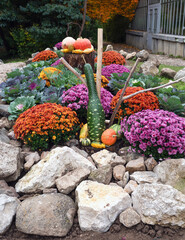 Decorative Pumpkins and Ornamental Kale in Cluj-Napoca Botanical Garden