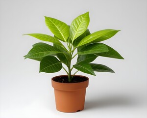 Obraz premium Healthy Green Plant with Vibrant Leaves in a Simple Pot