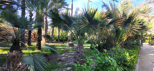 palm tree growing and blue sky