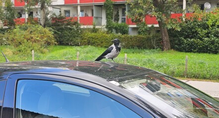 Kr&auml;he am Dach eines Autos