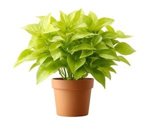 Obraz premium Lush green indoor plant in a terracotta pot on a bright background