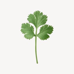 Fresh cilantro herb ingredient image.