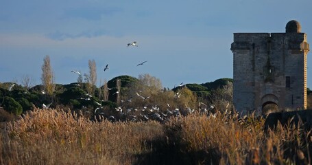 Black-headed gull (Chroicocephalus ridibundus flying around the the tower Carbonniere, Saint Larent d'Aigouze, the Camargue, France