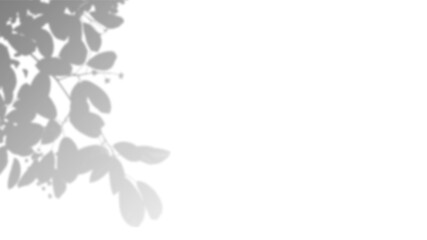 A natural shadow of plant leaves on surface background with copy space. Abstract nature concept background.  , transparent background