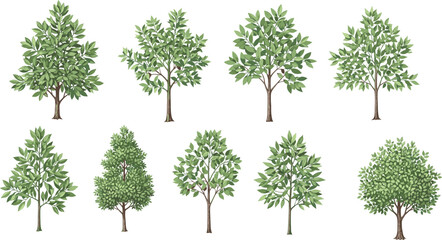 Set of Various Green Trees and Shrubs Vector Illustrations Isolated on White Background for Landscaping.