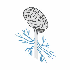 Brain and Spinal Cord Illustration - Central Nervous System Anatomy.