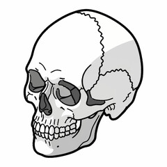 Detailed Skull Illustration - Anatomical Accuracy and Artistic Style.