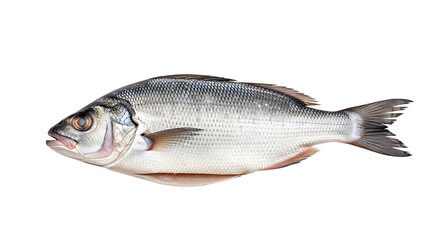 Fototapeta premium A fresh european seabass on a transparent background, showcasing its silvery skin and streamlined body, a popular choice for seafood dishes isolated on transparent background