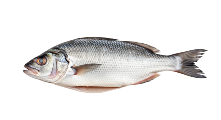 A fresh european seabass on a transparent background, showcasing its silvery skin and streamlined body, a popular choice for seafood dishes isolated on transparent background