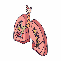 Detailed illustration of human lungs showcasing respiratory system anatomy and function.