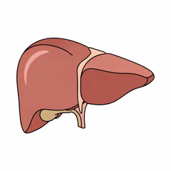 Illustration of the Human Liver Anatomy and Organs.
