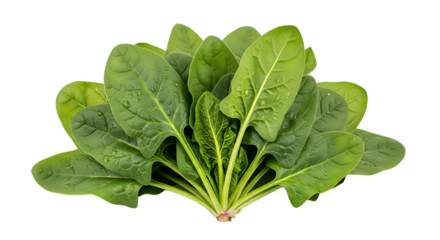 Fresh spinach leaves isolated on transparent background, showcasing their vibrant green color and delicate texture, perfect for salads and cooking