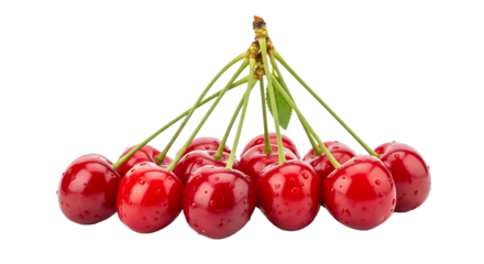 A bunch of fresh, ripe red cherries with green stems, glistening with water droplets, isolated on transparent background
