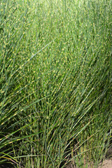Chinaschilf,  Miscanthus sinensis, Strictus