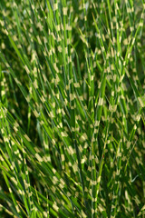 Chinaschilf,  Miscanthus sinensis, Strictus