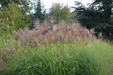 Chinaschilf,  Miscanthus sinensis. Malepartus
