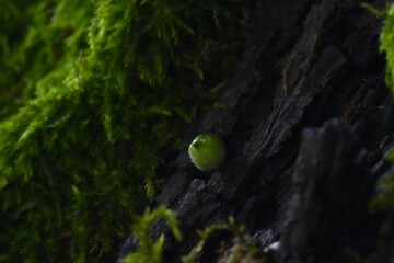 Moss on a tree in spring