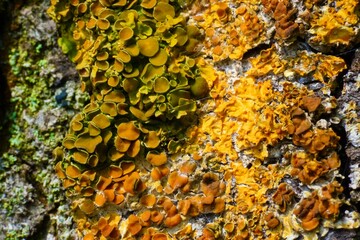 Moss on a tree in spring